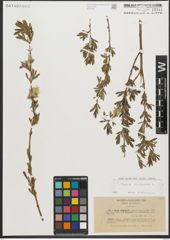 Foto von Salix purpurea L.